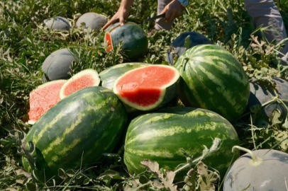 Karacabey'de karpuz para etmiyor, Bursa'da altınla yarışıyor