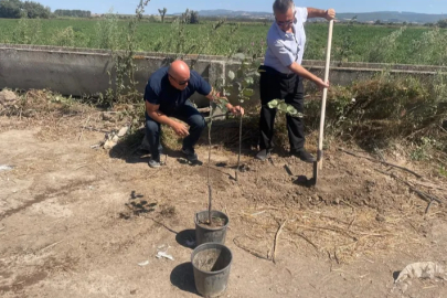 Bursa’da yeşil direniş: 70 yaşındaki öğretmen her ağaca 10 fidan diyor