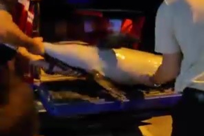 Bursa’da ölü yunus balığı kıyıya vurdu
