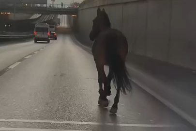 Bursa'da başıboş at trafikte tehlike saçtı