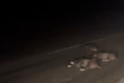 Bursa’da yola atlayan domuz sürüsü telef oldu