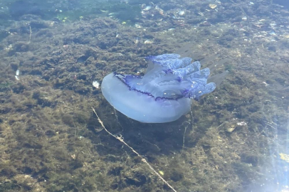 Marmara'da 'bitti' denilen müsilaj kabusu tekrar hortladı