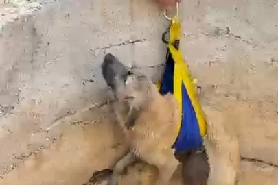 Bursa'da kuyuya düşen köpek böyle kurtarıldı