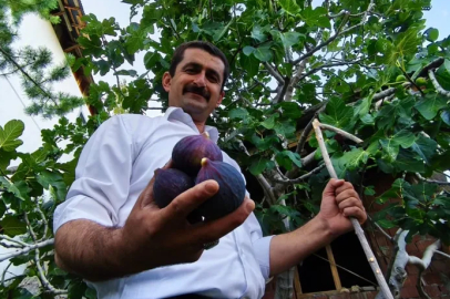 Bursa karası artık Erzurum’da: Bahçede ilk meyve alındı