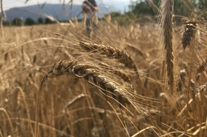 Küresel hububat arzında tüm zamanların rekoru geliyor