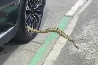 Bursa’da otomobilin jantından yılan çıktı
