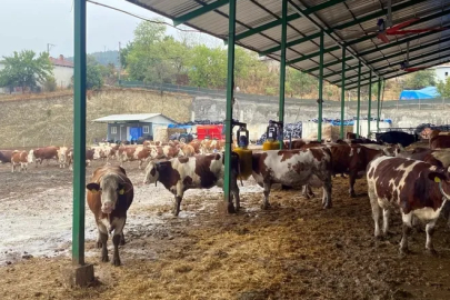 Yapay zeka süt hayvancılığında çığır açtı