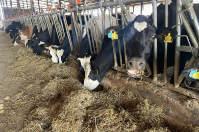 Kırmızı et fiyatlarının ateşi düştü