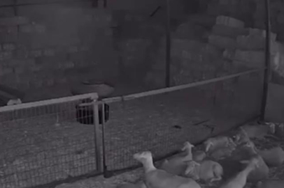 Mudanya'da ahır ve samanlık yangınında 170 hayvan küle döndü