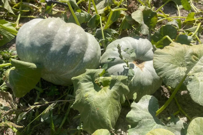 Bahçede dev sürpriz: Çiftçi 40 kilo gelen kabağıyla konuştu