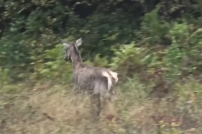 Uludağ’da 3 kızıl geyik doğaya salındı