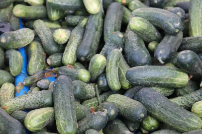 Kış hazırlığı başladı: Turşuluk sebzelere yoğun ilgi