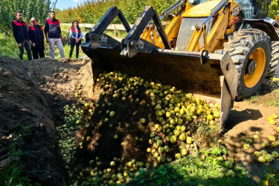 Bursa’da tarım alarmı: Armutlar imha edildi