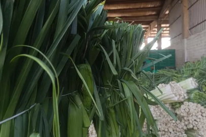 Bursa'da kışlık hasat başladı: Karnabahar, pırasa ve lahana pazarda