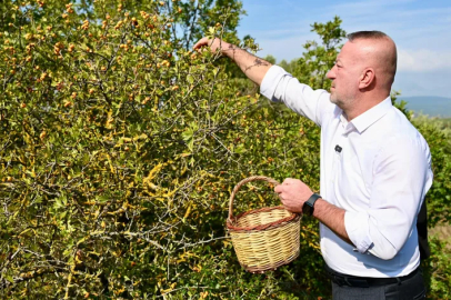 Karacabey’in alıç meyvesi dünya pazarına açılıyor