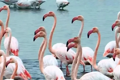 İzmit Körfezi'nde pembe ziyaretçiler: Flamingolar geri döndü