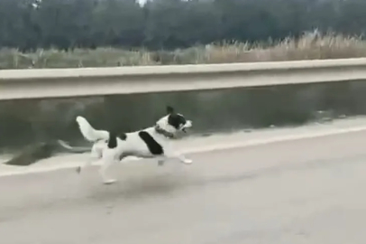 Bursa'da yağmura aldırış etmeden koşan köpek yürekleri burktu