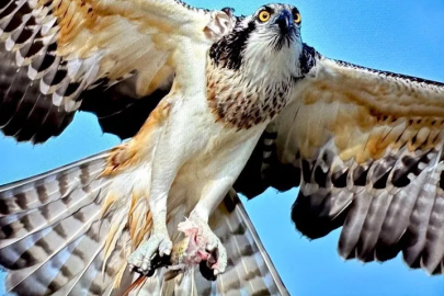Uluabat Gölü’nde nadir ziyaretçi: Balık kartalı görüntülendi