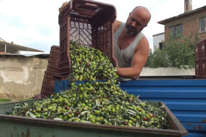 Yeşil zeytin hasadı başladı: Fiyatlar 50-80 lira arasında