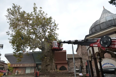 Bursa Ulu Cami’nin 346 yaşındaki asırlık çınarı bakımla geleceğe taşınıyor