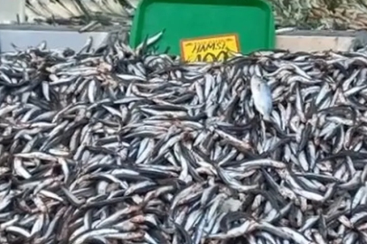 Hamsi bolluğu: Kilo fiyatı 100 liraya düştü
