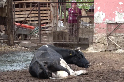 Bursa'da şap hastalığı besiciyi zor durumda bıraktı