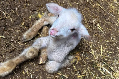 Annesi ve kardeşleri ölen kuzunun yürek burkan hikayesi