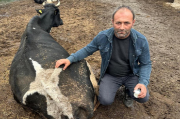 Şap vurdu: 35 litre süt veren sığırdan bir çay bardağı süt almaya başladı