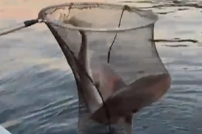 Bursa'da balıkçıların oltasına takıldı... Şaşkınlıkla kayığa aldılar