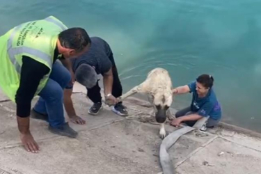 Bursalı kahraman anne, Fırat'a düşen kangalı kurtardı