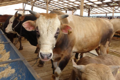 Uzmanından 'Deli dana' uyarısı