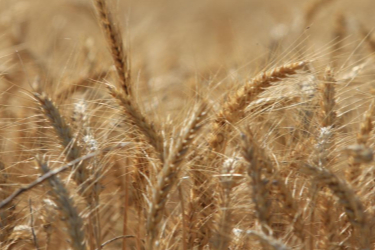 Küresel tahıl üretiminde rekor beklentisi