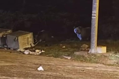 Uludağ'da kış uykusuna yatmayan ayılar, çöp konteynerlerini talan etti