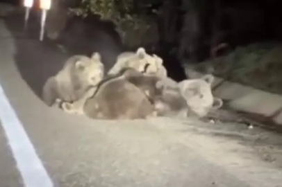 Uludağ'da vahşi doğanın en tatlı anı