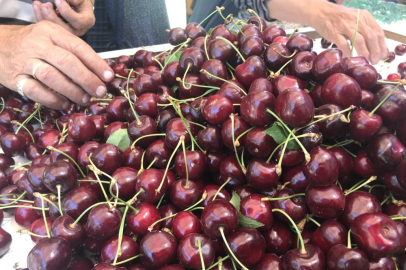 Dondurulmuş kirazda da dünya lideriyiz