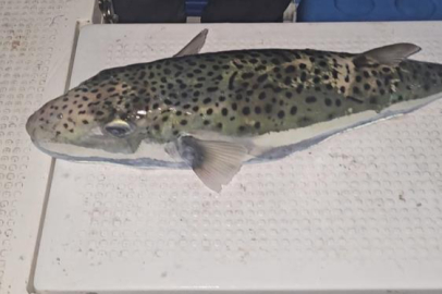 Gemlik Körfezi’nde benekli balon balığı şoku