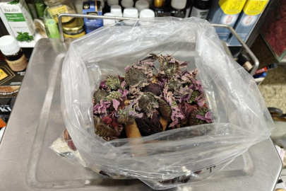 Geçmeyen öksürüğe ‘bitkisel' karışım