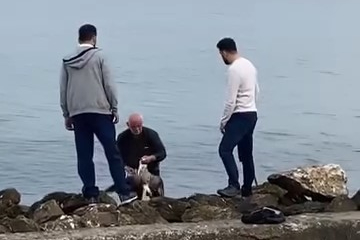 Mudanya sahilinde oltaya takılan martıyı vatandaş kurtardı