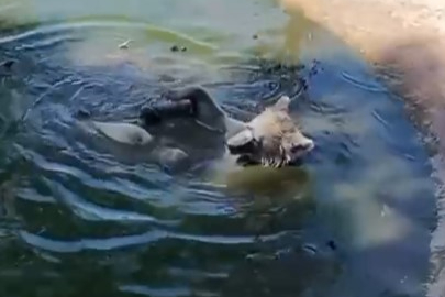 Kış uykusundan önce son banyo