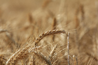 Küresel tahıl üretiminde 105 milyon tonluk rekor artış bekleniyor