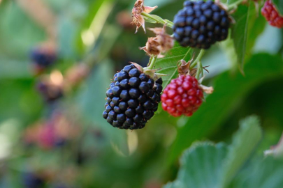 Bursa Büyükşehir 9 üründe fide ve fidan desteğinde bulunacak