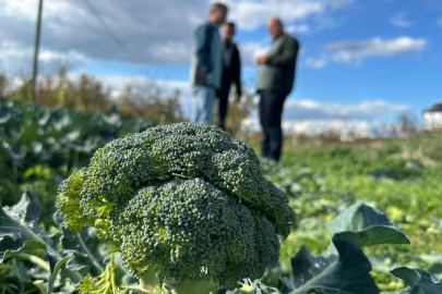 Bursa'da tarlada 10 liraya inen brokoli pazarda 70 liraya satılıyor
