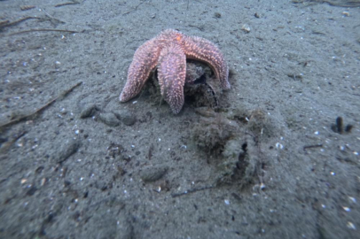 Marmara Denizi'nin ekolojik yapısı mercek altında
