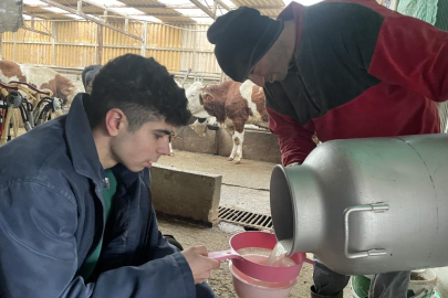 Şapın vurduğu üreticiler süt fiyatında güncelleme istiyor