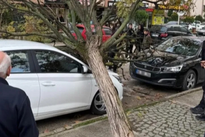 Bursa’da devrilen ağaç korku dolu anlar yaşattı