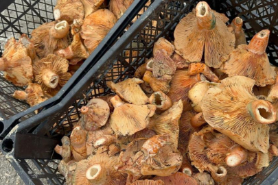 Yağmur yağdı, fiyatı 300 liradan 100 liraya düştü