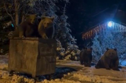 Kış uykusuna yatmayan ayılar böyle görüntülendi