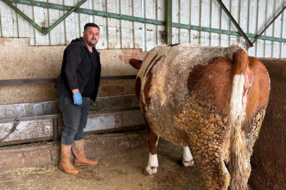 Şap hastalığına bir hayvanını daha verdi