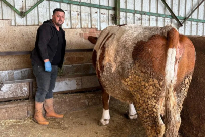 Şap hastalığına bir hayvanını daha verdi