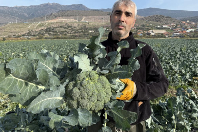 İzmir'in verimli tarım arazilerinde 'yeşil altın' hasadı